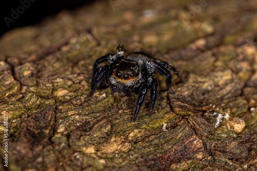 Small jumping spider photo