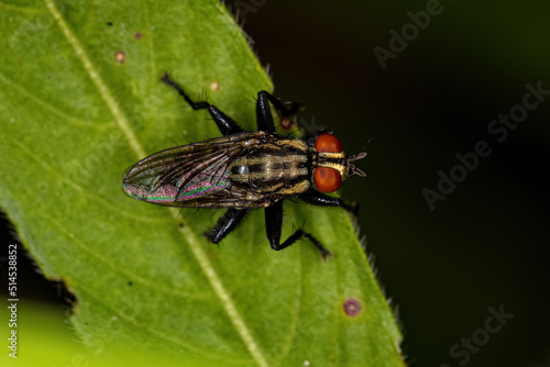 Adult Flesh Fly photo