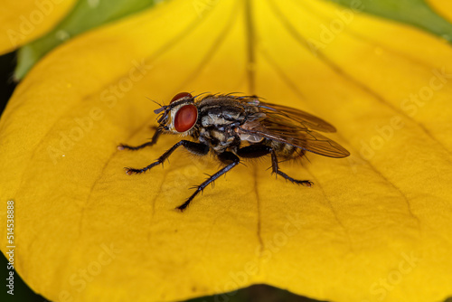 Adult Flesh Fly photo