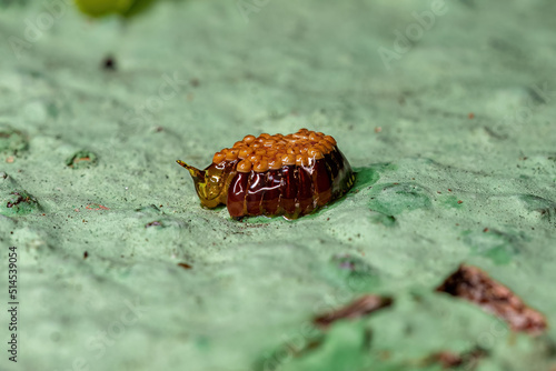 Assassin Bug Eggs photo