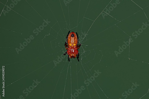 Typical Orbweaver Spider
