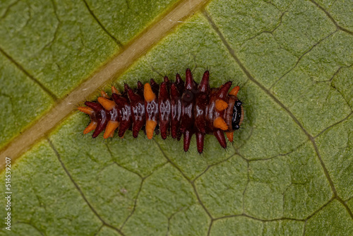 Cattleheart Insect Caterpillar photo