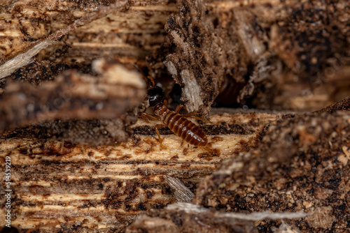 Adult Nasute Termites photo