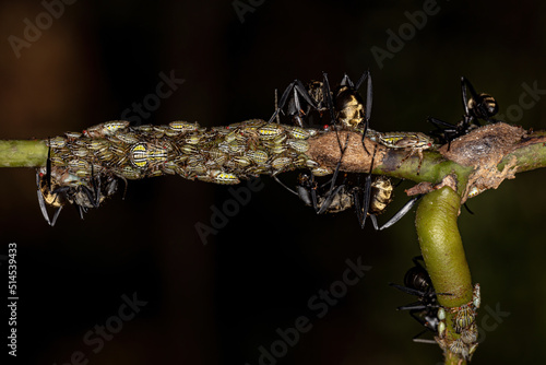 Female Adult Shimmering Golden Sugar Ant with Aetalionid Treehopper Nymphs photo