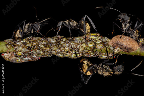 Female Adult Shimmering Golden Sugar Ant with Aetalionid Treehopper Nymphs photo