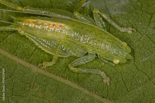 Common Conehead Nymph photo