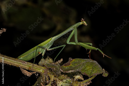 Adult Female Mantid photo