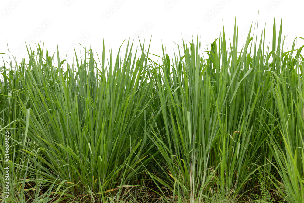 Obraz premium Green grass isolated on white background.