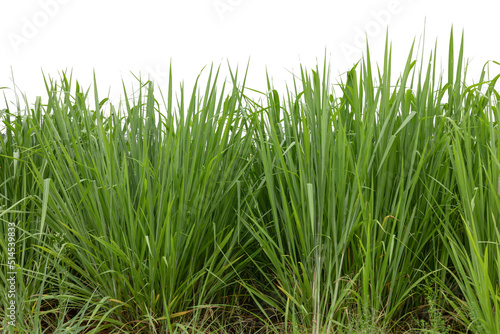 Green grass isolated on white background.