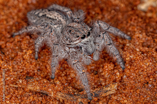 Small Jumping Spider photo