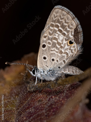 Adult Cramer Scrub Hairstreak Butterfly photo