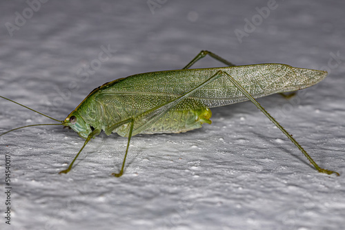 Adult Leaf Katydid photo