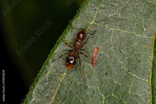 Adult Odorous Ant