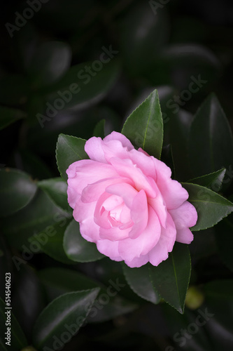 Pink Camelia Blossom on October evening in Georgia