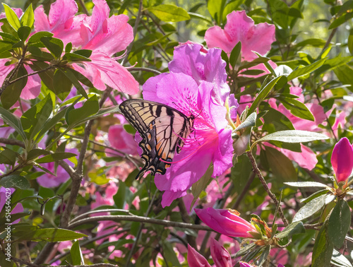 Eastern Tiger Swallowtail Butterfly Feeding On Pink Azalea Blossom