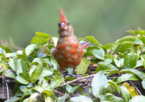 Northern Cardinal Male Juvenile Perched In Leaves On Wood