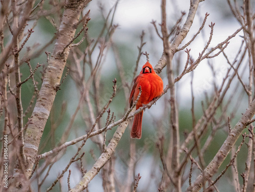 Northern Cardinal Male In Bare Tree in February
