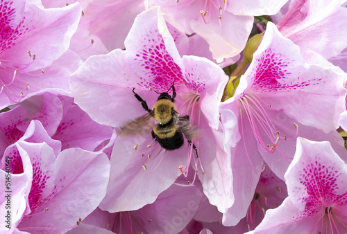 Bee feeding on pink azalea