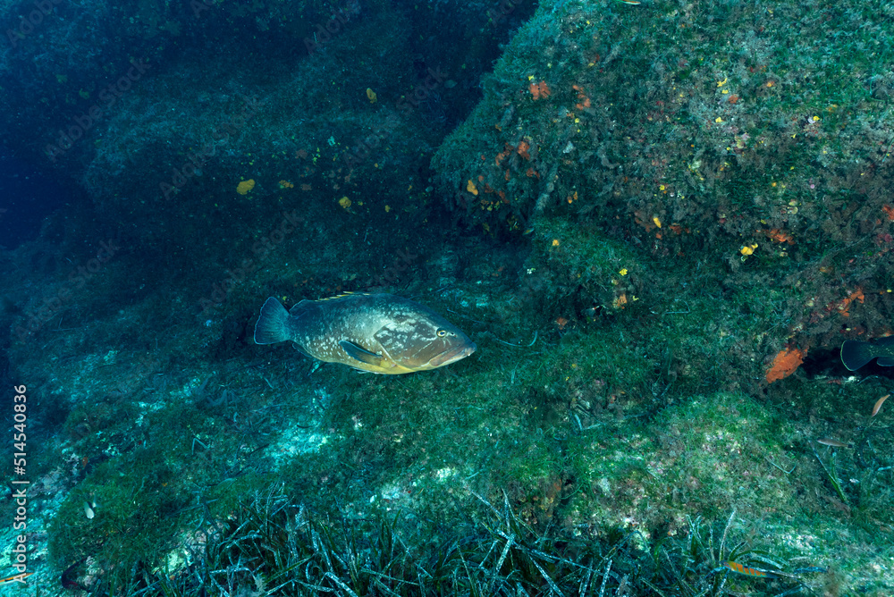 cernia-bruna-epinephelus-marginatus-mentre-nuota-tra-le-rocce-stock