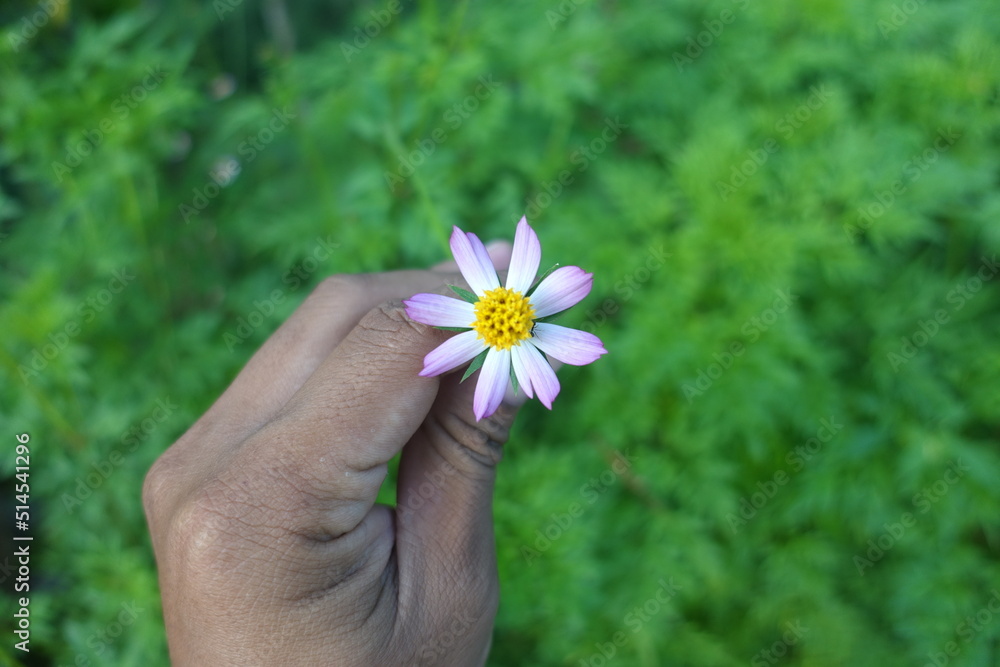 Cosmos caudatus flower or locally known as ulam raja Cosmos caudatus flower or locally known as ulam raja