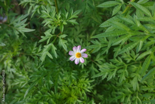 Cosmos caudatus flower or locally known as ulam raja