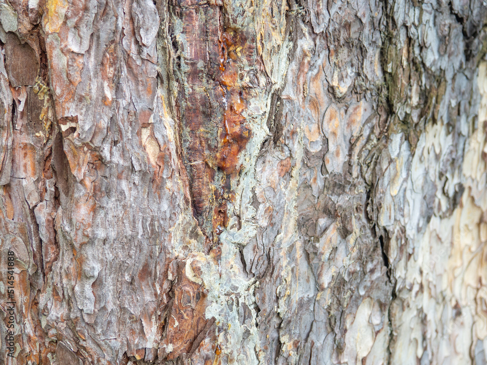 Obraz premium Bark close-up. Skin of a tree The bark of a southern tree is cracked. Protection. In the botanical garden.