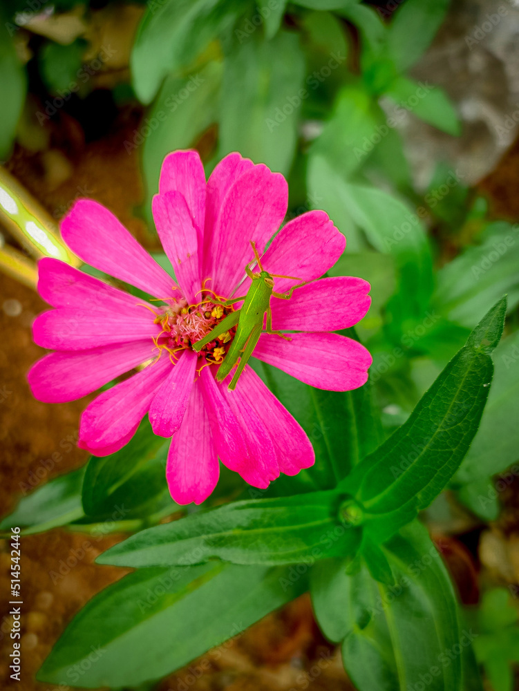 Obraz premium pink flower in the garden