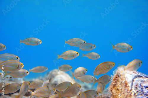 Salema porgy saltwater dreamfish, underwater shot in the Mediterranean sea - Sarpa salpa                                photo