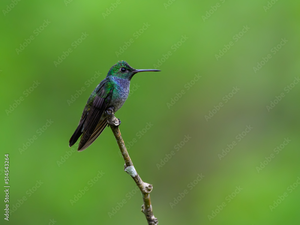 Fototapeta premium Blue-chested Hummingbird sitting on stick against green background
