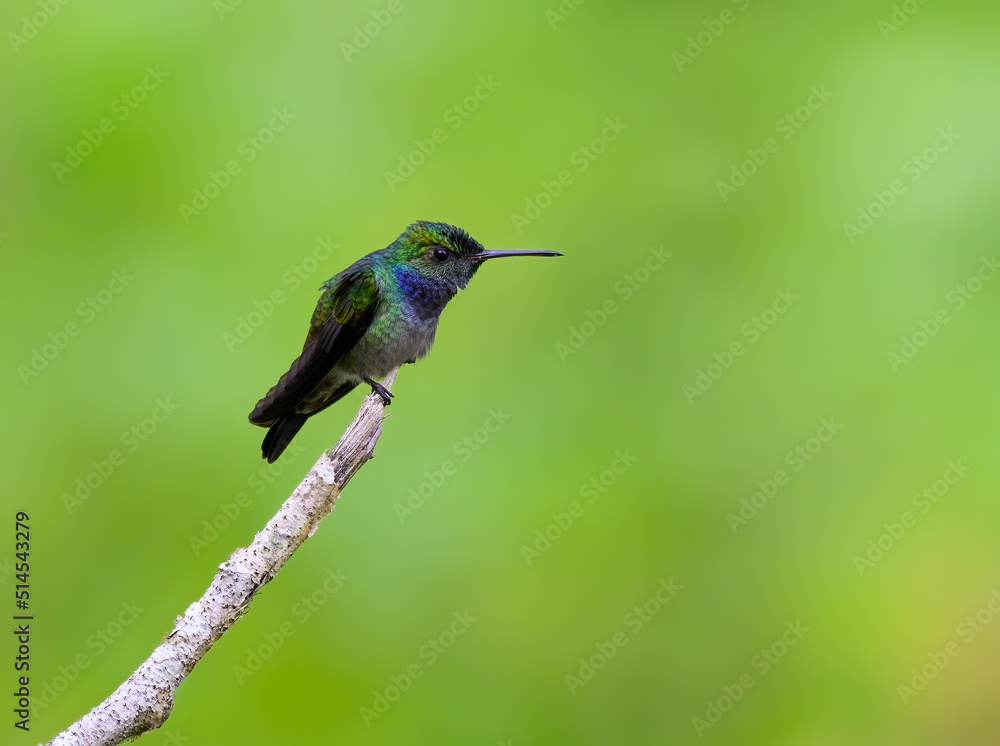 Fototapeta premium Blue-chested Hummingbird sitting on stick against green background