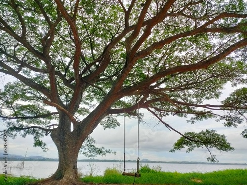 A swing hangs on a large tree along the edge of the reservoir in the morning.