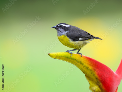 Bananaquit sitting on an red yellow flower petal on green background