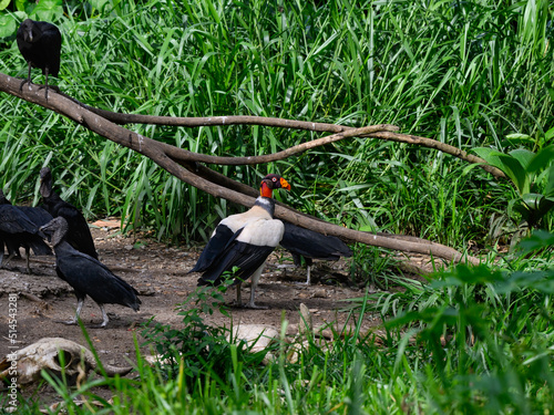 King Vulture and Black Vultures  scavenging against green plants photo