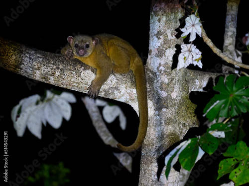 Kinkajou resting on tree branch at night photo