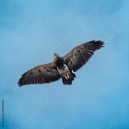   guila en vuelo 