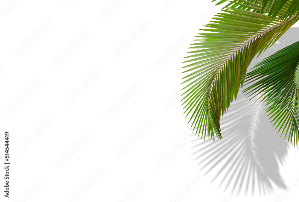 Tropical palm leaves on white background with shadow and copy space, minimalist concept of summer background