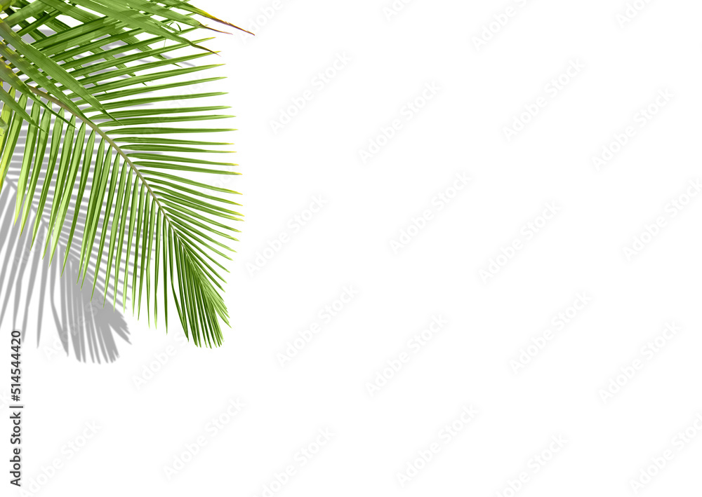 Tropical palm leaves on white background with shadow and copy space, minimalist concept of summer background