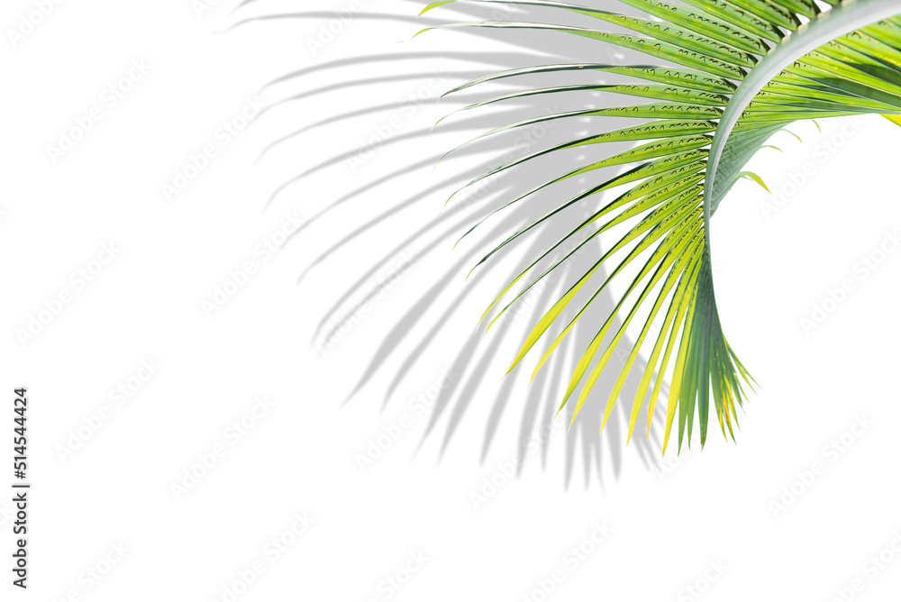 Obraz premium Tropical palm leaves on white background with shadow and copy space, minimalist concept of summer background