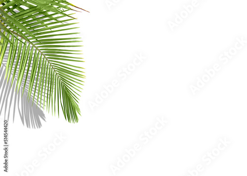 Tropical palm leaves on white background with shadow and copy space  minimalist concept of summer background