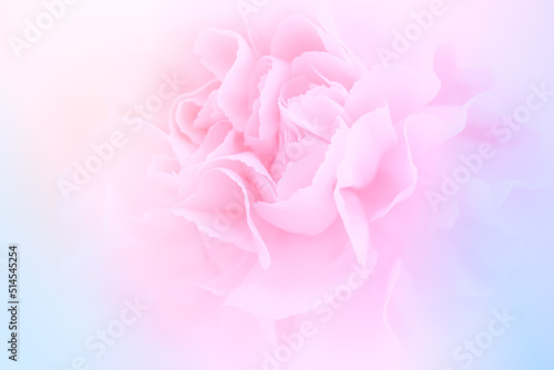 Pink Carnation Flowers Bouquet on light pink background. soft filter.