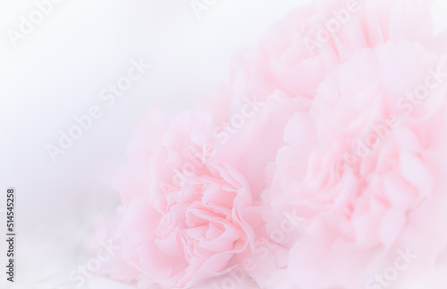 Pink Carnation Flowers Bouquet on light pink background. soft filter.