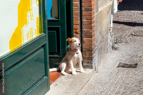 A scruffy medium sized dog sits on a shop doorway in the medieval center of the Tuscan city of Lucca, Italy. © Kirk Fisher