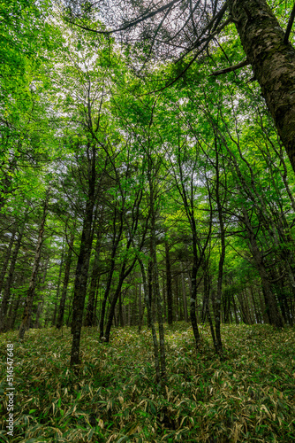 If you hike through the green forest in the summer, you will feel cool even in the summer.