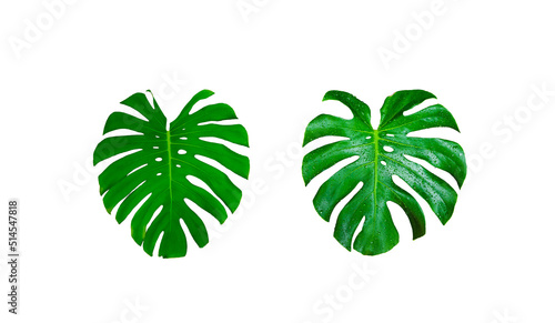 Monster Leaf or Swiss Cheese leaf Tropical Jungle Leaf  isolated with clipping path on white background
