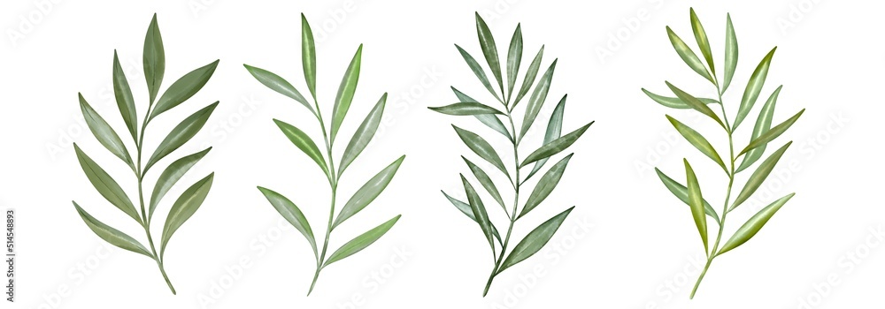 Green branches of fresh olive berries and green leaves on white background. Green branches of fresh olive berries and green leaves on white background.