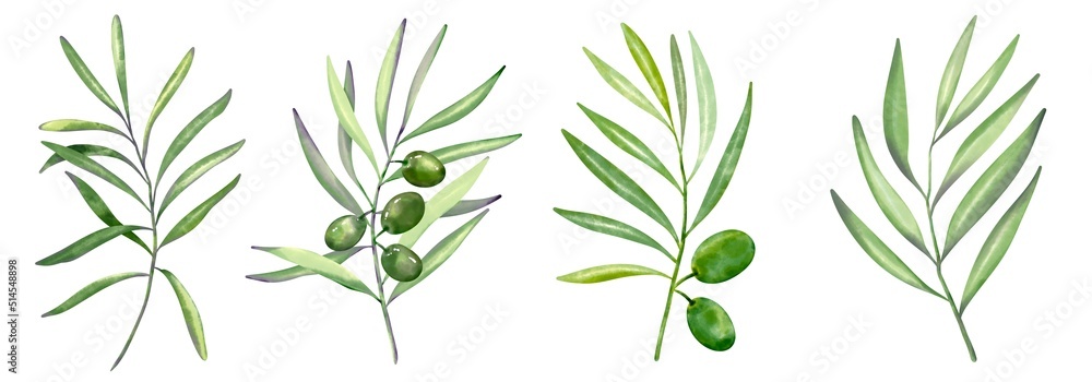 Green branches of fresh olive berries and green leaves on white background.