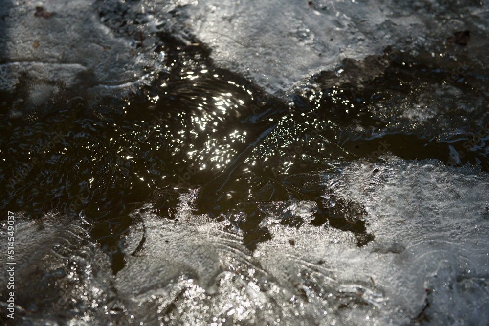 Fototapeta premium A forest stream in the spring forest.