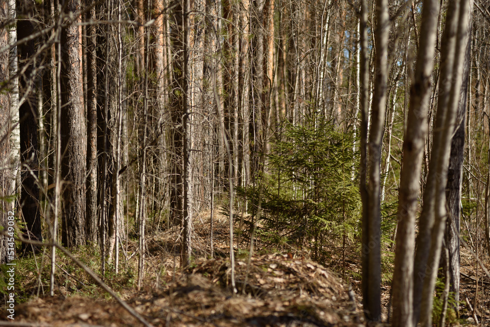 Obraz premium Nature in the middle of spring in the taiga forest.