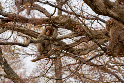Sticker Japanese macaque in Arashiyama, Kyoto.