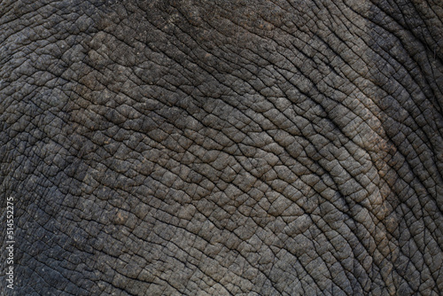 Close up The elephant Skin is big wildlift animal for texture and pattern skin